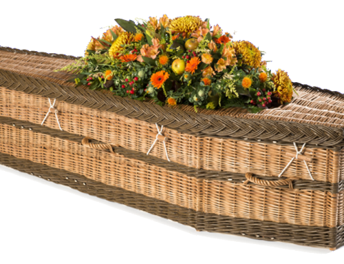 English Willow – Brown